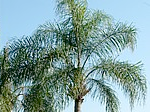 Queen Palm